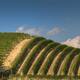 The Vineyard Landscape of Piedmont- Langhe-Roero and Monferrato