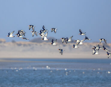 World Migratory Bird Day, 11 May 2019 World Migratory Bird Day, 11 May 2019