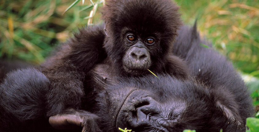 La Norvège augmente son soutien au patrimoine naturel en Afrique La Norvège augmente son soutien au patrimoine naturel en Afrique