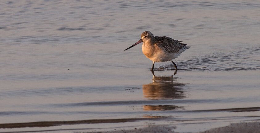 World Migratory Bird Day World Migratory Bird Day