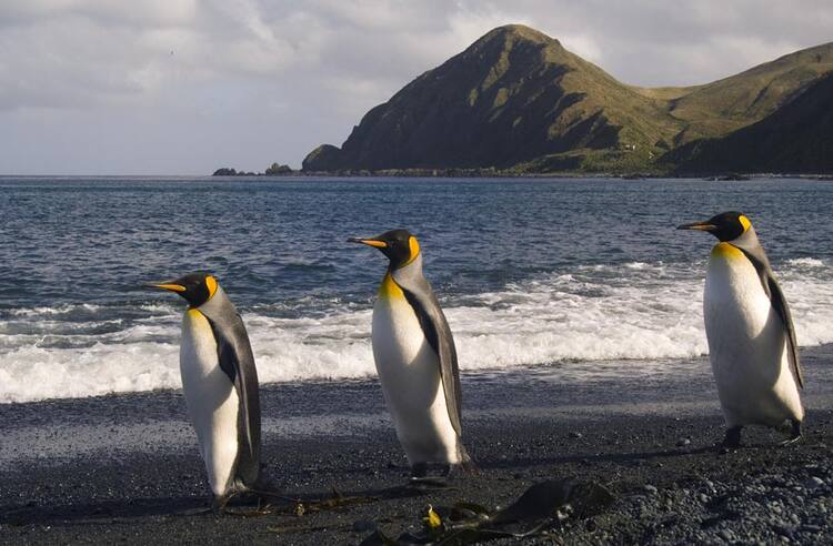Macquarie Island