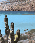 Whale Sanctuary of El Vizcaino, Mexico Whale Sanctuary of El Vizcaino, Mexico