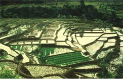 Philippines, Rice Terraces of the Philippines Cordilleras Philippines, Rice Terraces of the Philippines Cordilleras