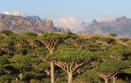 Unesco World Heritage Centre Document Dragon S Blood Trees At Socotra Archipelago Yemen Are Included On The Iucn Red List Indicated As A Vulnerable Species