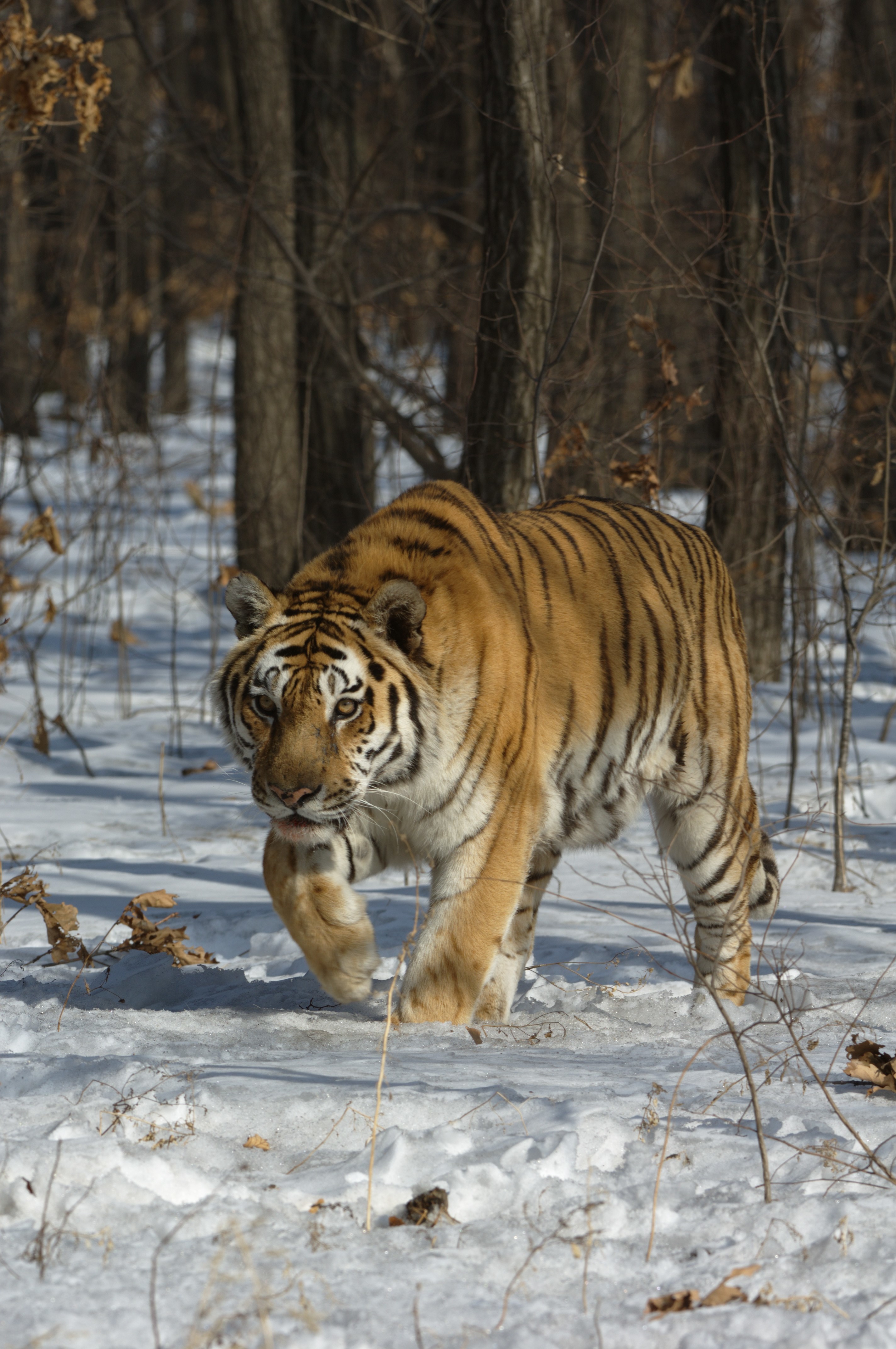 Где обитают амурские тигры. Амурский тигр Panthera Tigris altaica. Амурский (Уссурийский) тигр. Дальневосточный Уссурийский тигр. Уссурийский (Амурский) тигр Уссурийский (Амурский) тигр.