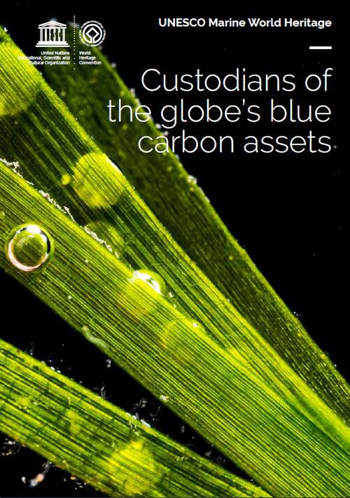 Guest post: Mapping 'blue-carbon wealth' around the world - Carbon Brief