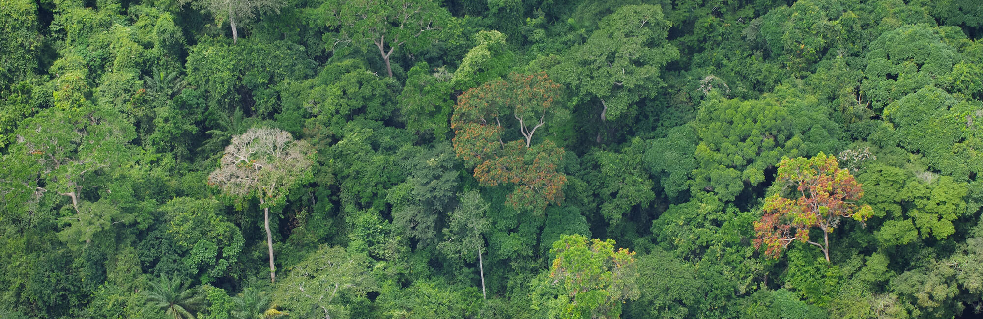 History of the Committee on Conservation of Forests and Wildlife