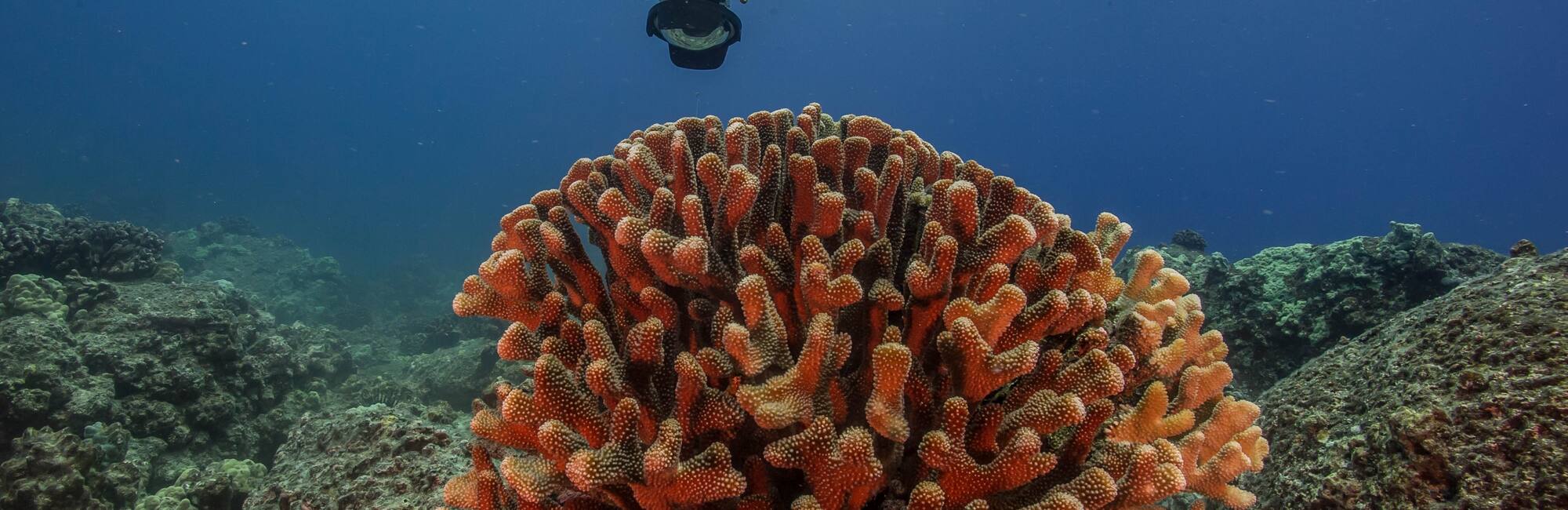 World Heritage Centre - Ocean Science Roadmap for UNESCO Marine