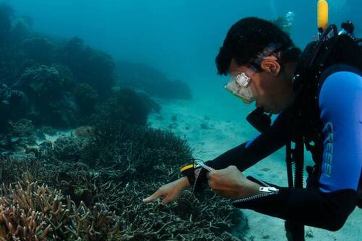 Assessment: World Heritage coral reefs likely to disappear by 2100 unless  CO2 emissions drastically reduce