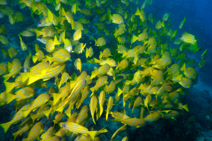 Australia Tourism Great Barrier Coral Reef Ocean Fishing Vintage