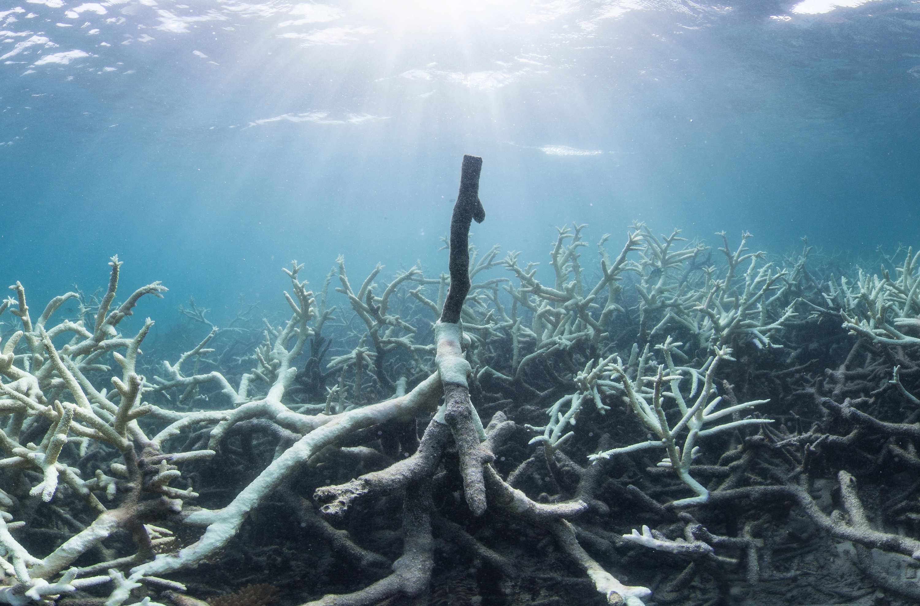 World Heritage Centre - Climate Change Marine