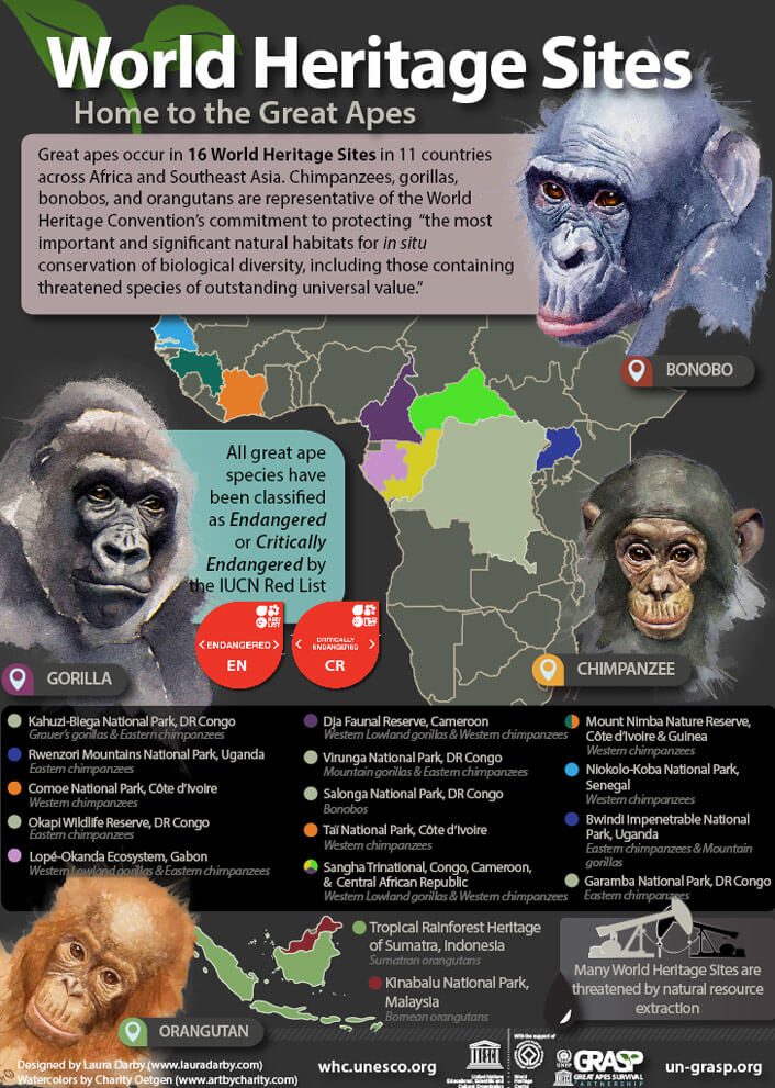 L'Unesco s'alarme de la situation critique des grands singes