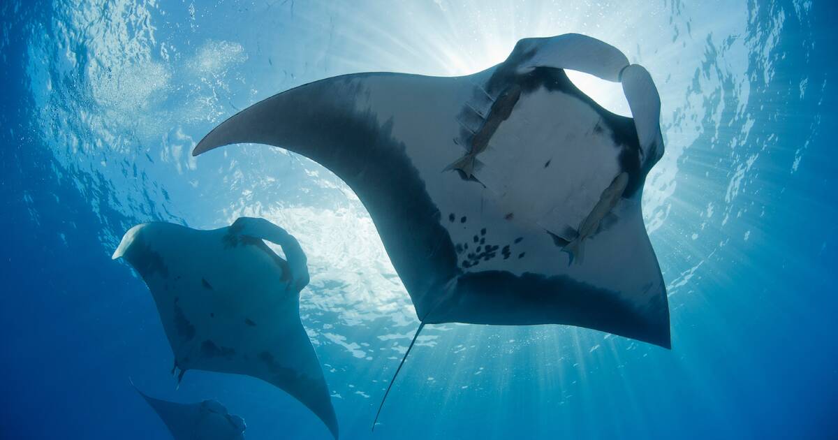World Heritage Centre - World Heritage Marine Programme