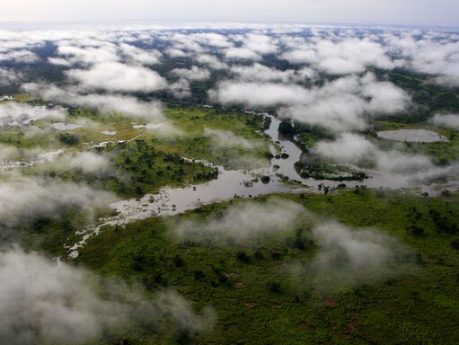 Initiative pour le patrimoine mondial forestier d'Afrique Centrale (CAWHFI)