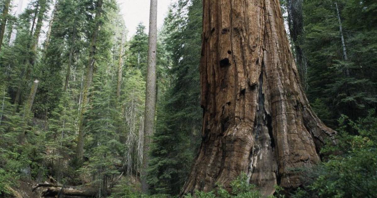 History of the Committee on Conservation of Forests and Wildlife