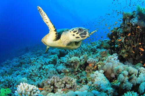 UNESCO World Heritage Centre - Document - Red Sea Turtle