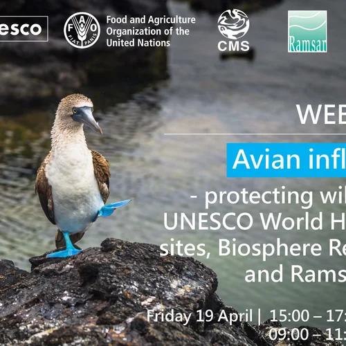 Webinar: How to protect wildlife from avian flu in UNESCO World Heritage sites, Biosphere Reserves and Ramsar sites