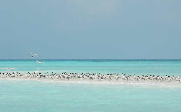 © UNESCO / Ron Van Oers