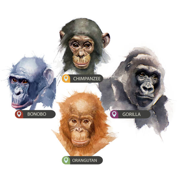 types of apes