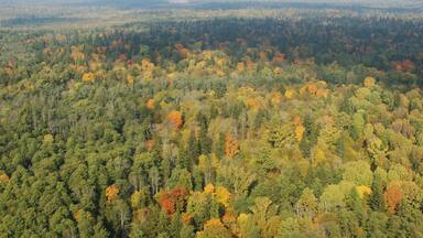 Białowieża Forest - UNESCO World Heritage Centre