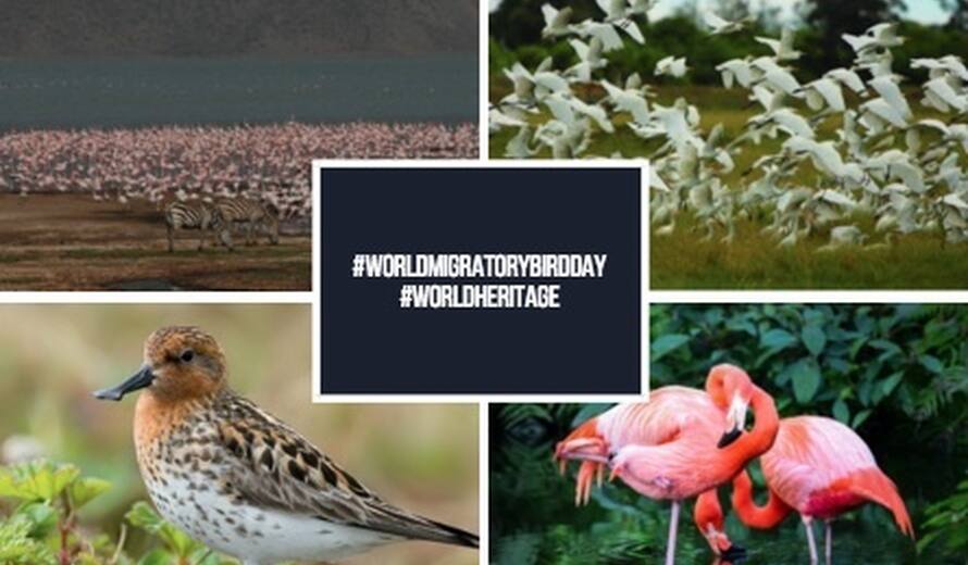 World Migratory Bird Day 2018: Flyways and key sites for birds - UNESCO  World Heritage Centre
