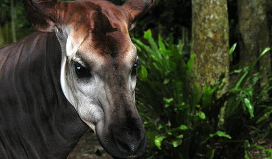 UNESCO condemns the murder of two guards at Okapi Wildlife Reserve - UNESCO  World Heritage Centre