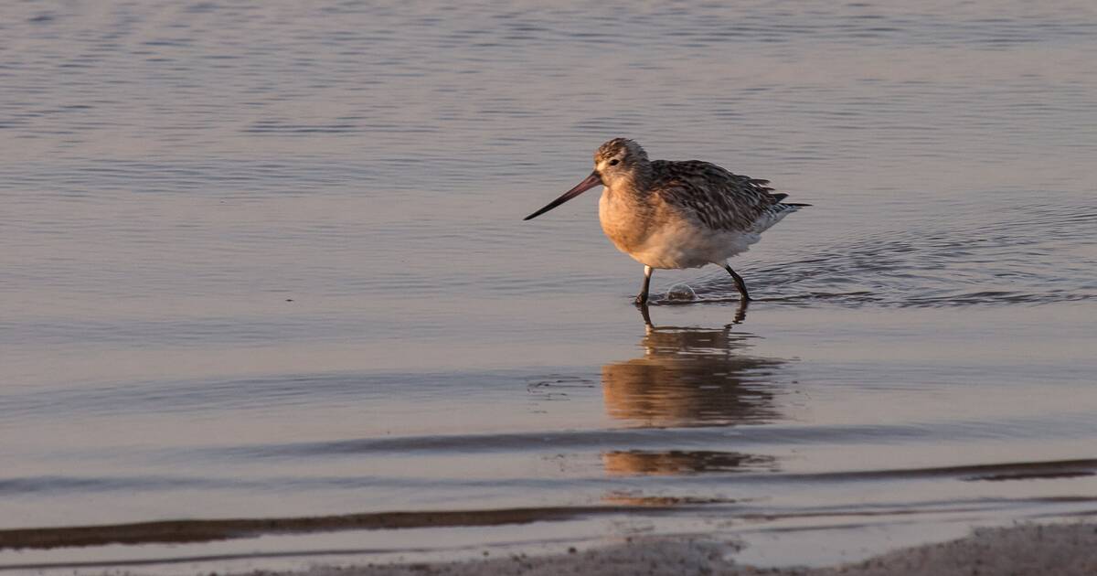 Photo of Día Mundial de las Aves Migratorias – Centro del Patrimonio Mundial de la UNESCO