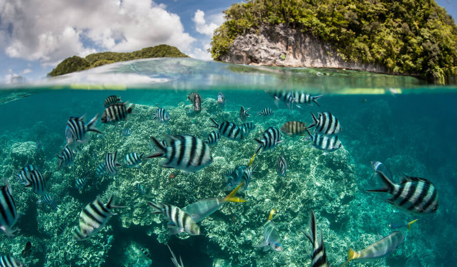 Palau's Rock Islands Southern Lagoon launches resilience strategy - UNESCO  World Heritage Centre