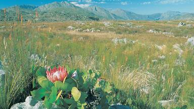 Cape Floral Region Protected Areas - UNESCO World Heritage Centre