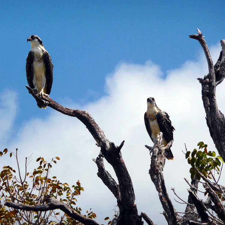 Everglades National Park - UNESCO World Heritage Centre