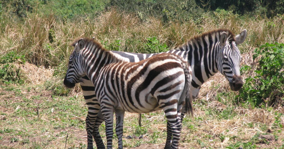 The Serengeti Where Wildlife Thrives in Abundance - Andalucia