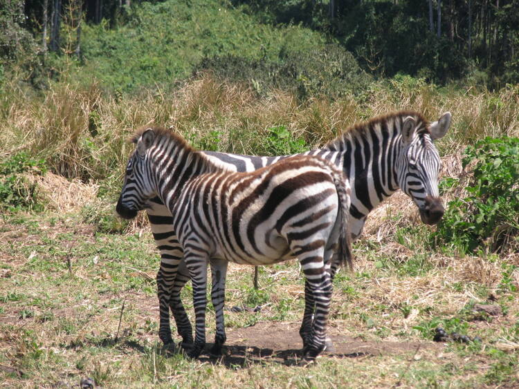 parc de serengeti