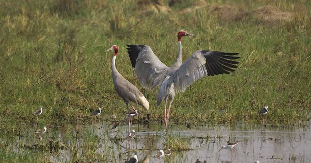 Keoladeo National Park - UNESCO World Heritage Centre