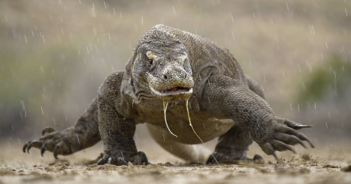 Komodo National Park dead animals in space