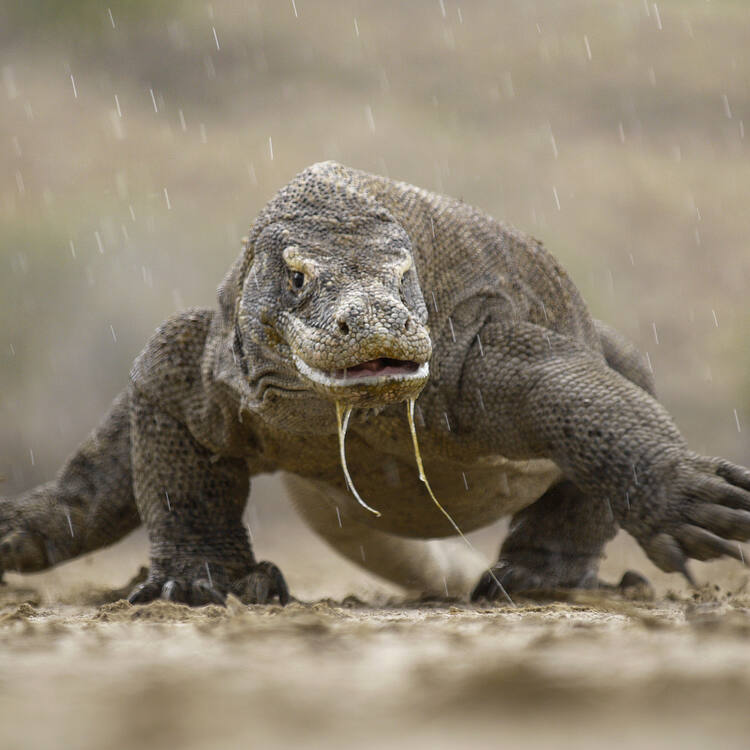 Komodo Dragon