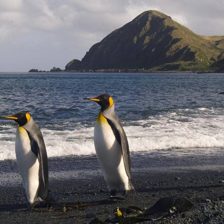 Macquarie Island - UNESCO World Heritage Centre