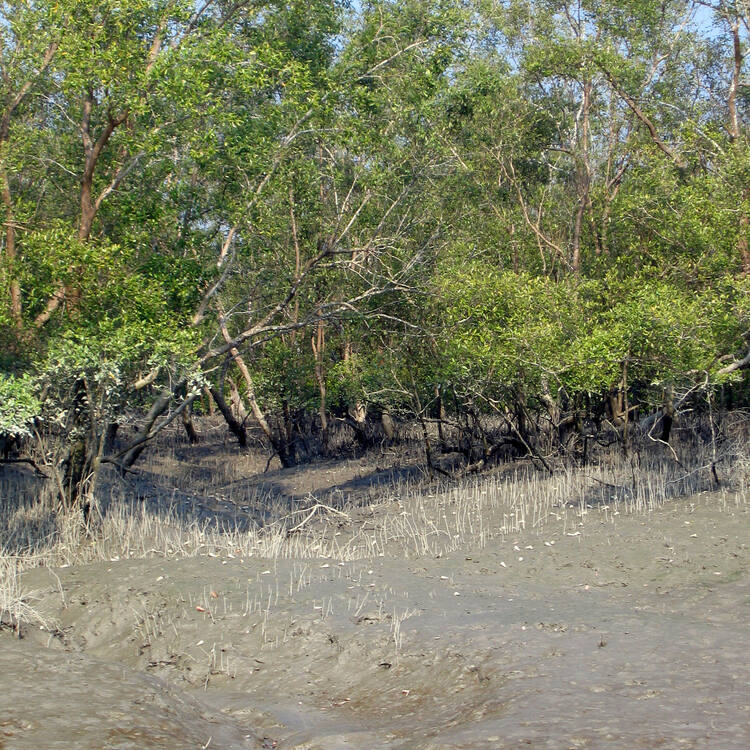The Sundarbans - UNESCO World Heritage Centre
