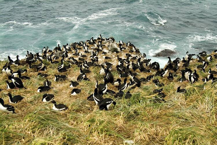 New Zealand Sub-Antarctic Islands