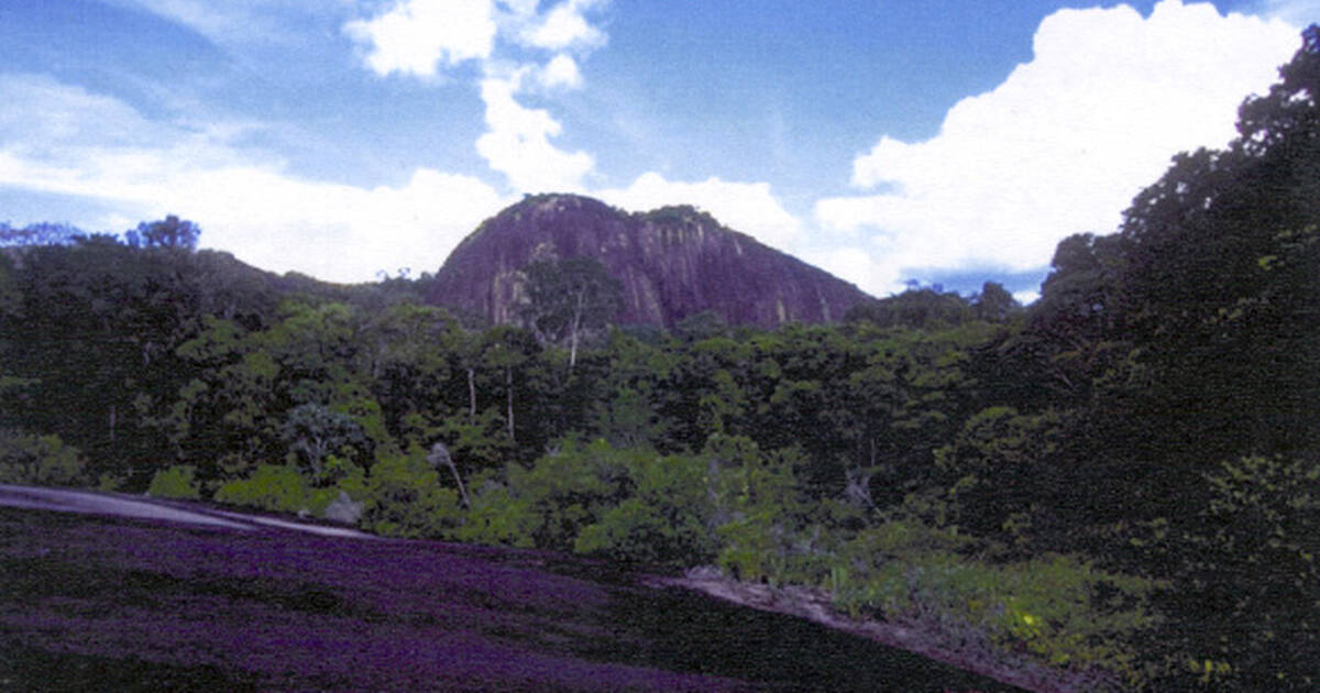 Suriname Nature Reserve UNESCO World Centre