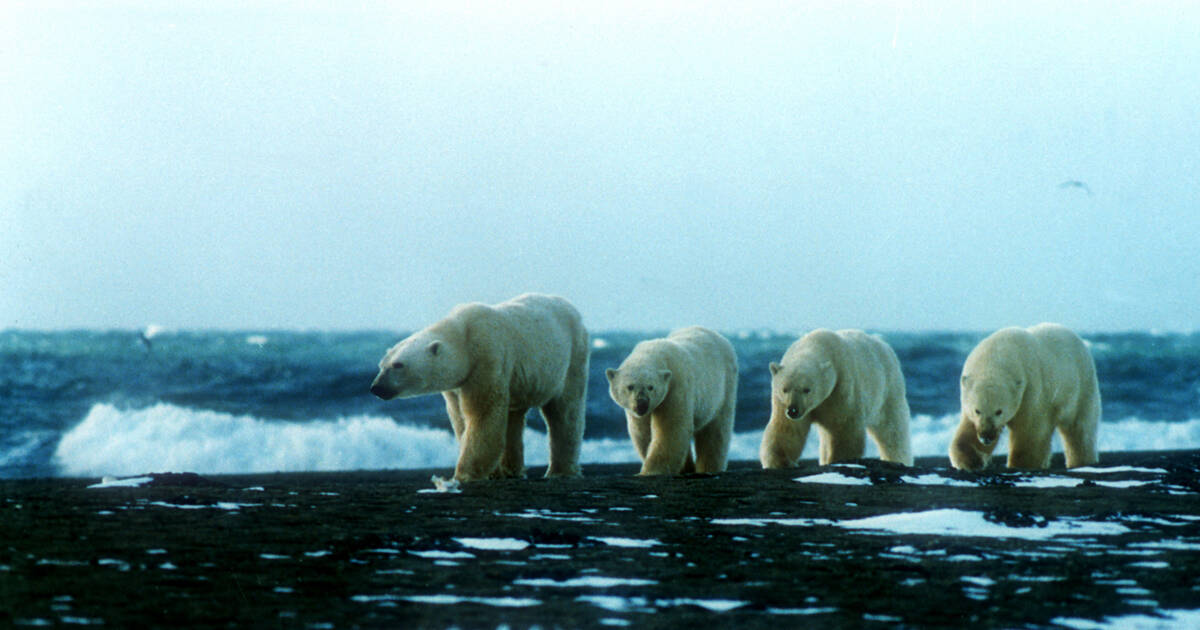 Natural System of Wrangel Island Reserve - UNESCO World Heritage Centre