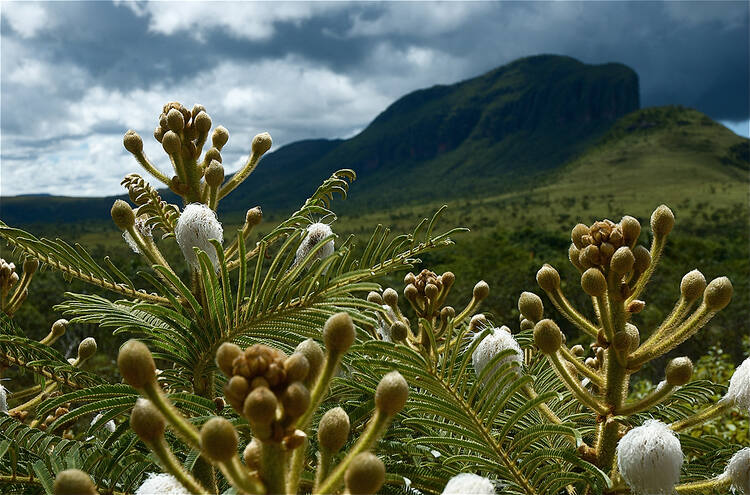 Cerrado Protected Areas Chapada Dos Veadeiros And Emas National Parks Unesco World Heritage 0273