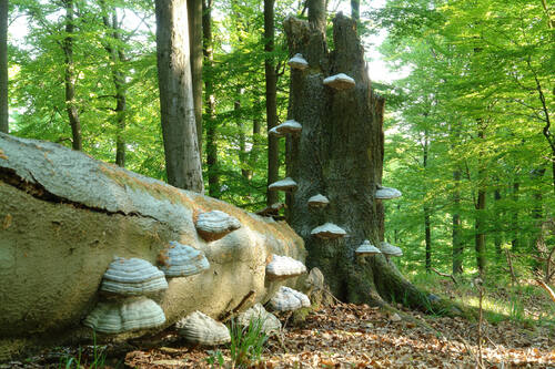 UNESCO World Heritage Centre - Document - Primeval Beech Forests ...