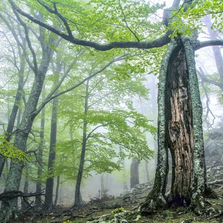 Ancient and Primeval Beech Forests of the Carpathians and Other Regions of  Europe - UNESCO World Heritage Centre