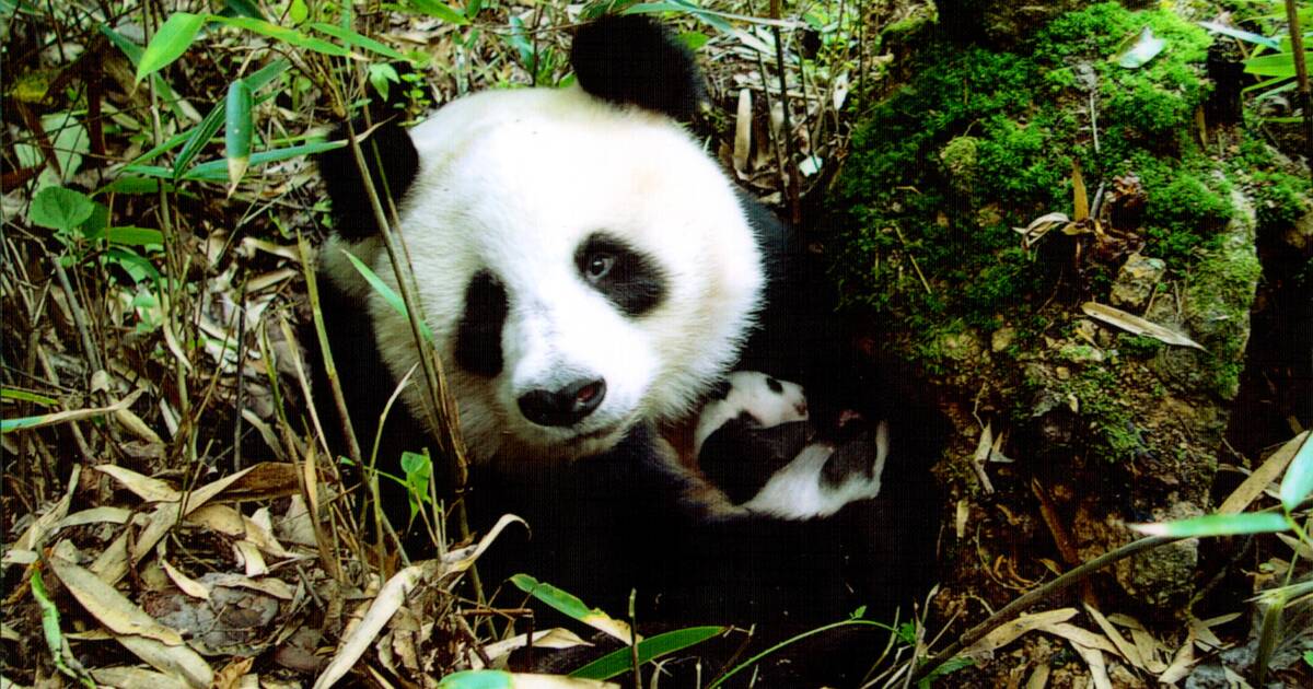 Sichuan Giant Panda Sanctuaries - Wolong, Mt Siguniang and Jiajin Mountains  - UNESCO World Heritage Centre