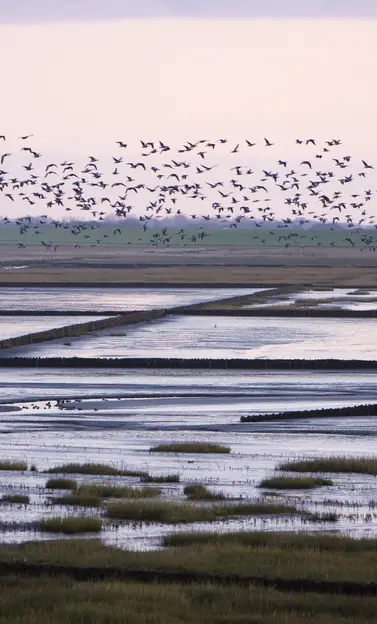 La mer des Wadden