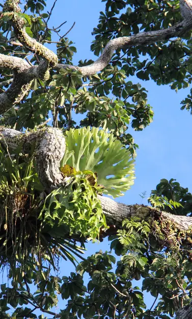 Kaeng Krachan Forest Complex