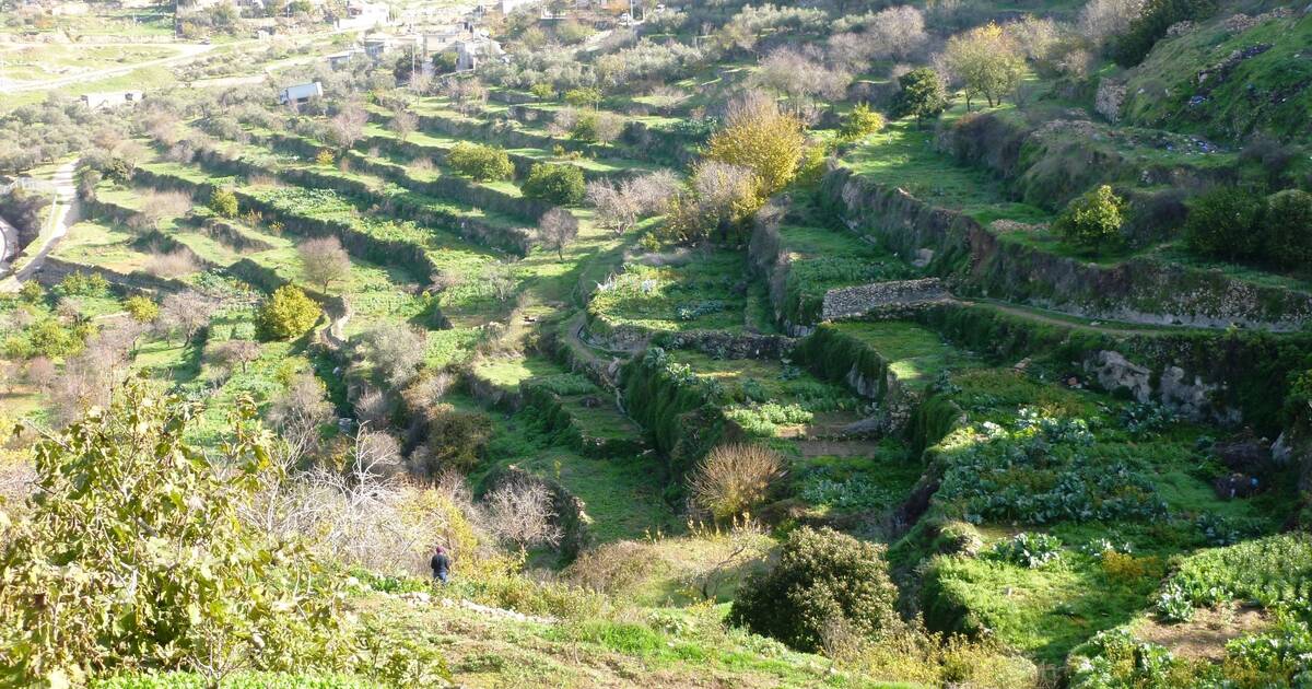 Palestine Land Of Olives And Vines Cultural Landscape Of