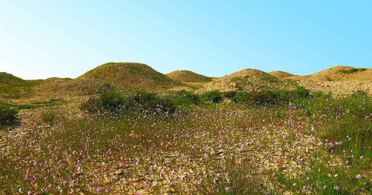   Dilmun Burial Mounds 