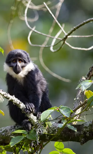 Parc national de Nyungwe